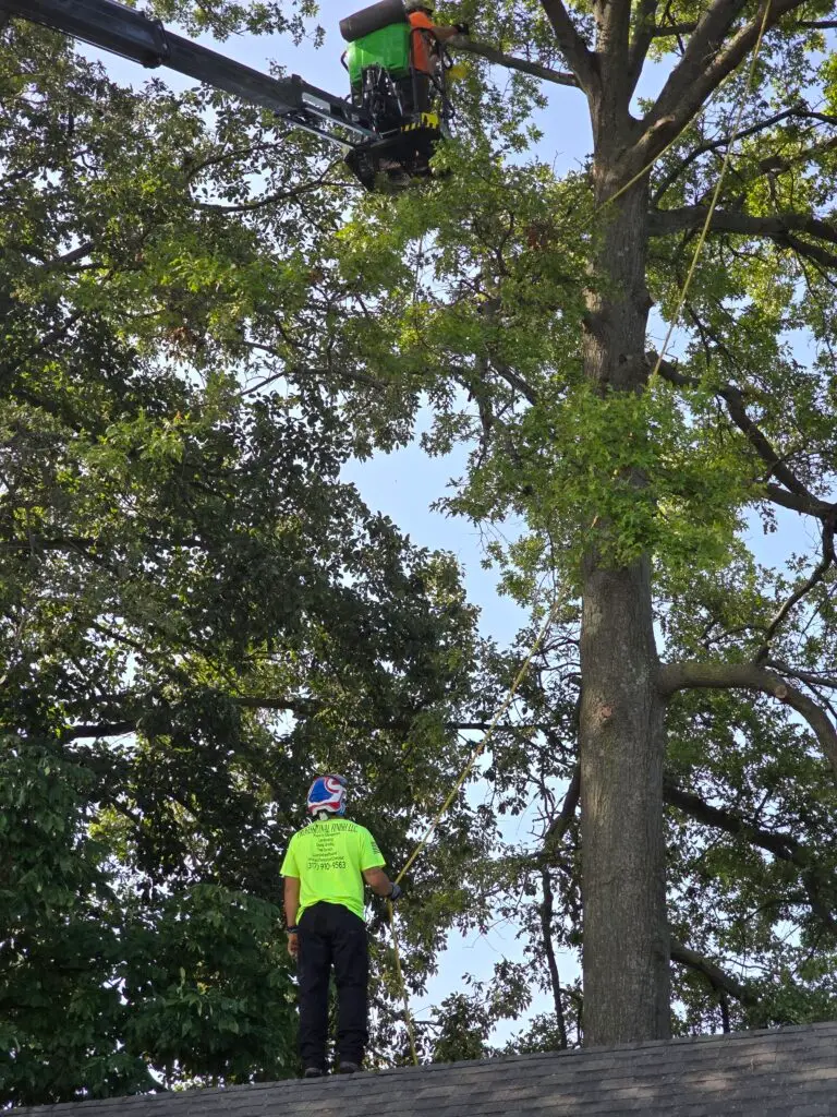 Tree Trimming services