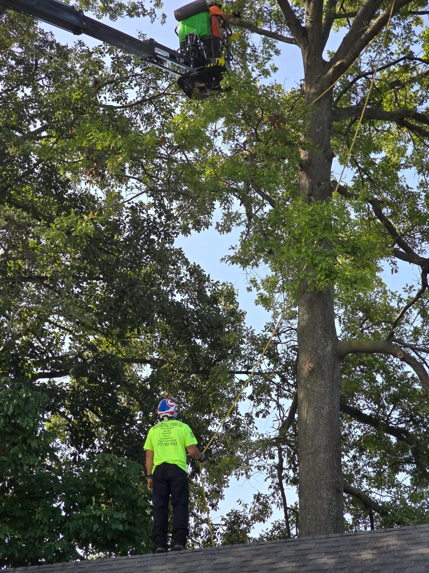 Tree Trimming services