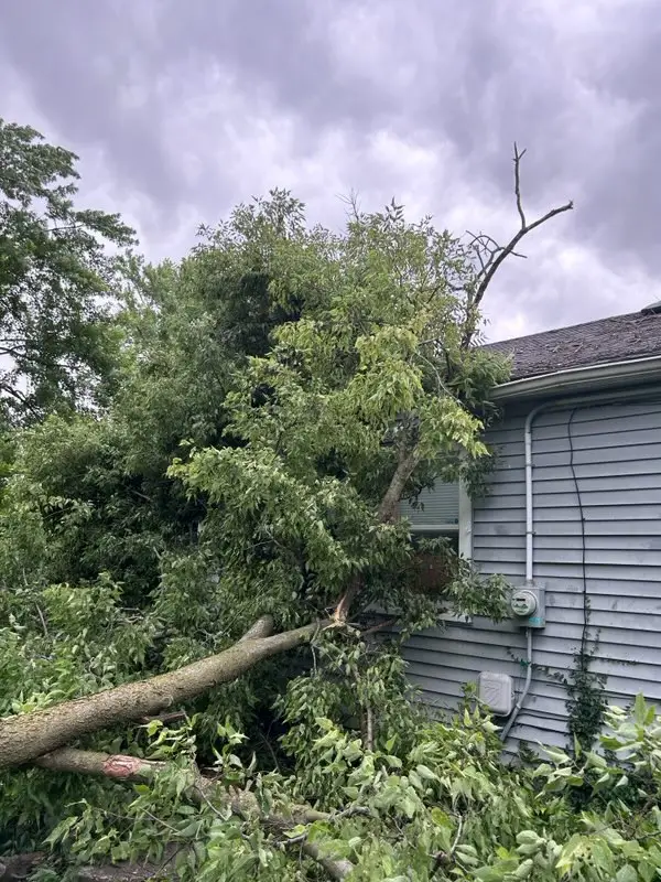 Storm Damage Tree Cleanup