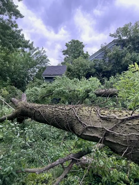 Storm Damage Cleanup Process