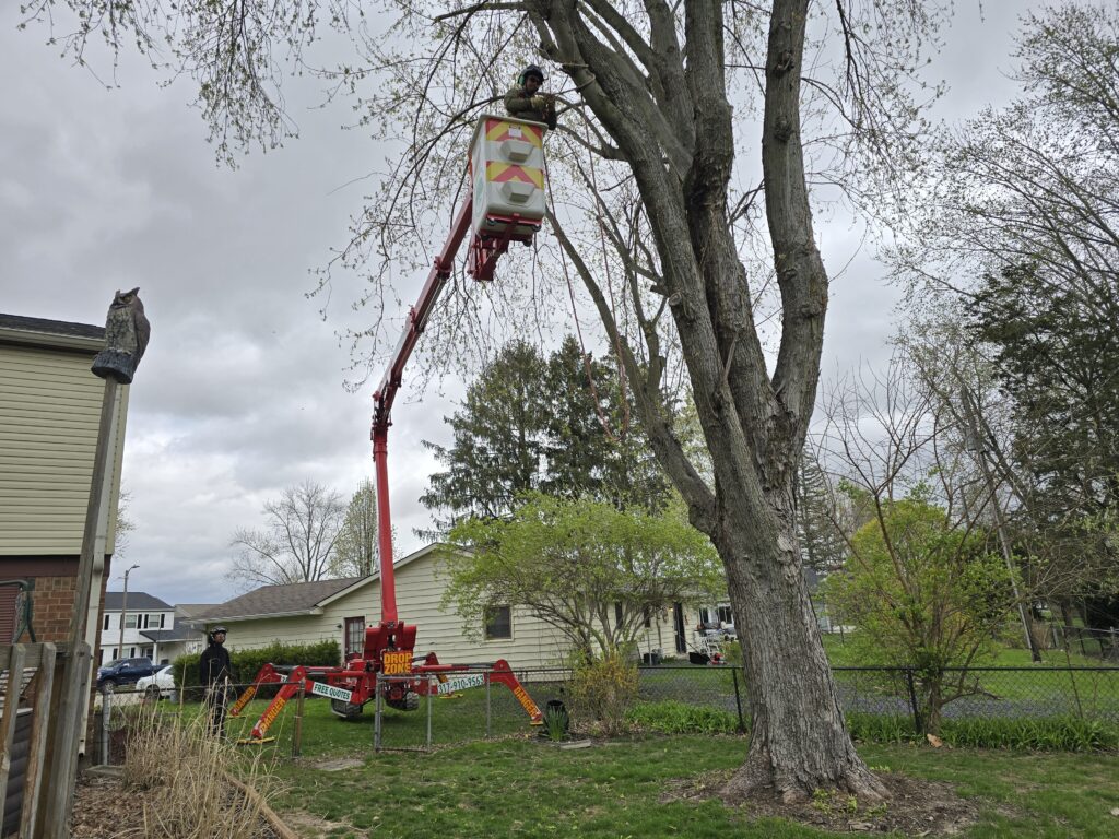 pro finish tree care tree removal crew