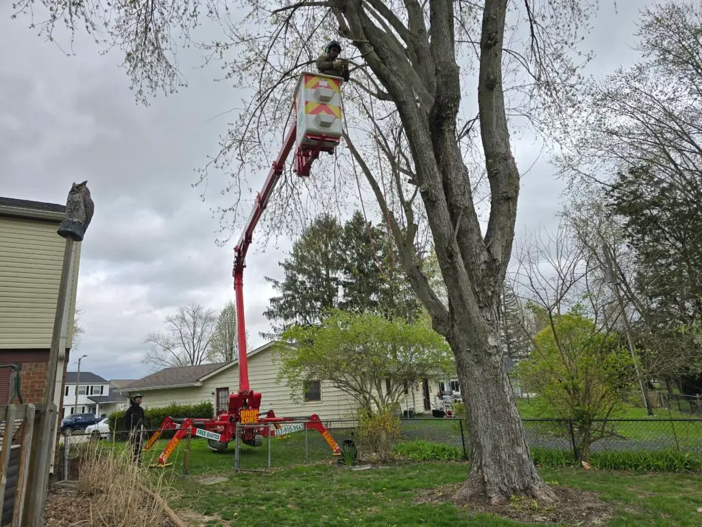 pro finish tree care tree removal crew