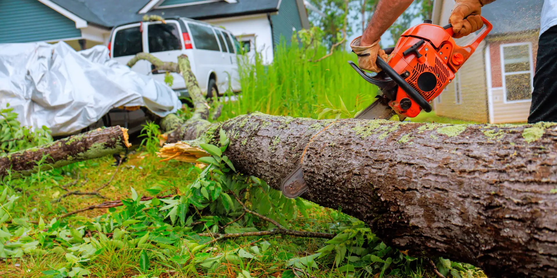 DIY Tree Removal