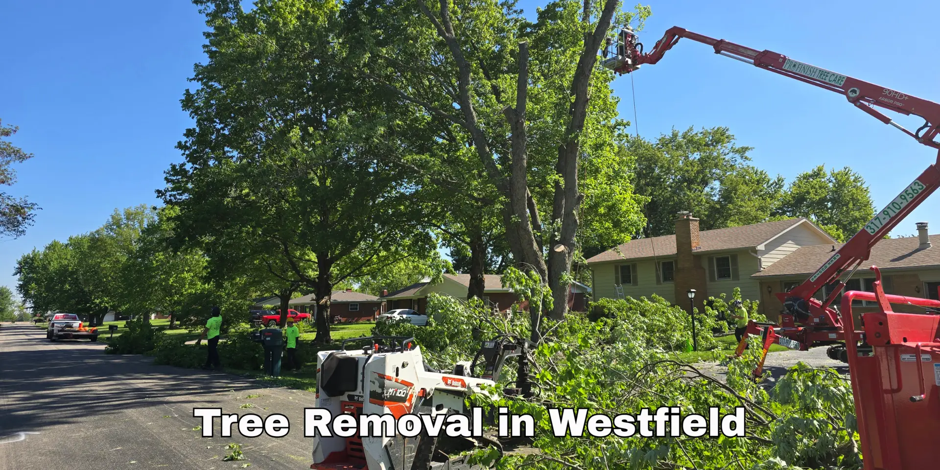 A Tree Care Guide for New Homeowners in Westfield, Indiana