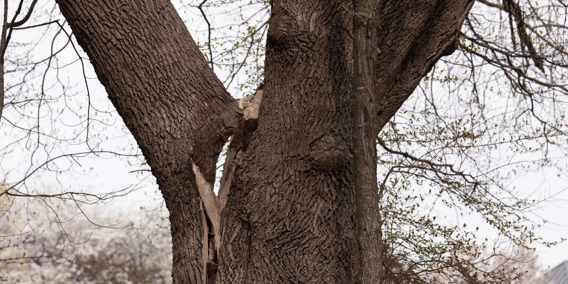 7 Signs It's Time to Remove a Tree Before It Becomes Dangerous