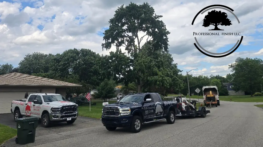 Best Tree Removal Company In Central Indiana