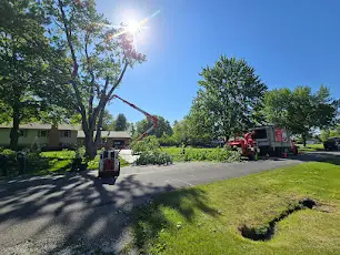 How Much Does Tree Removal Cost