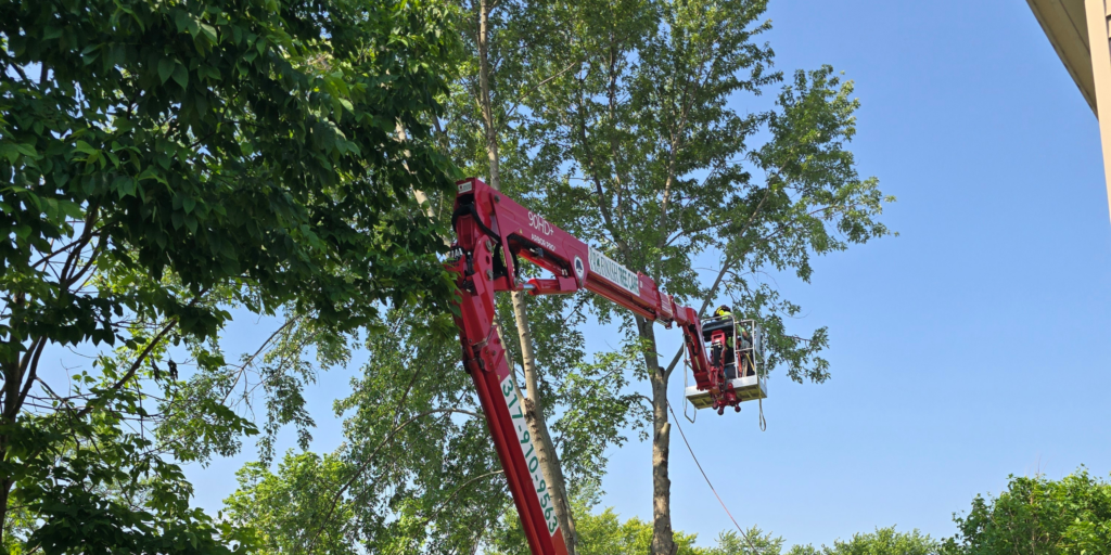 Pro Finish Outdoors Tree Care