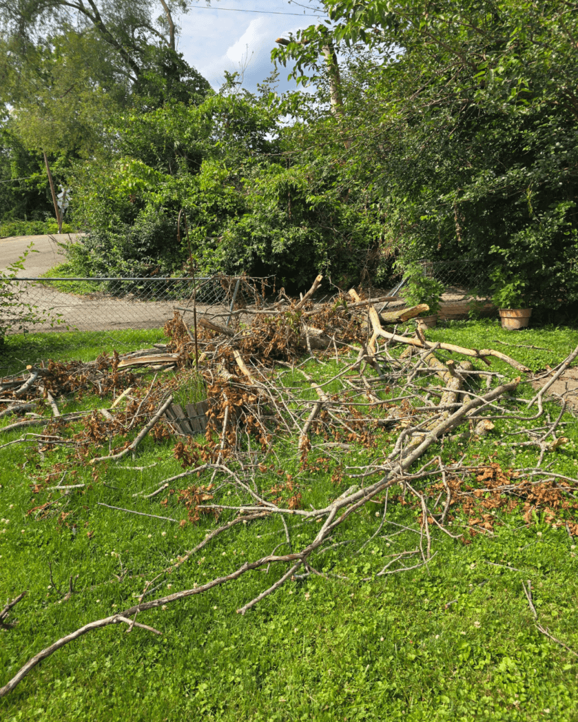 TREE STORM DAMAGE