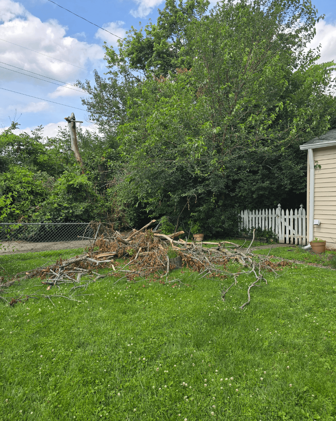 Tree Damage Clean up