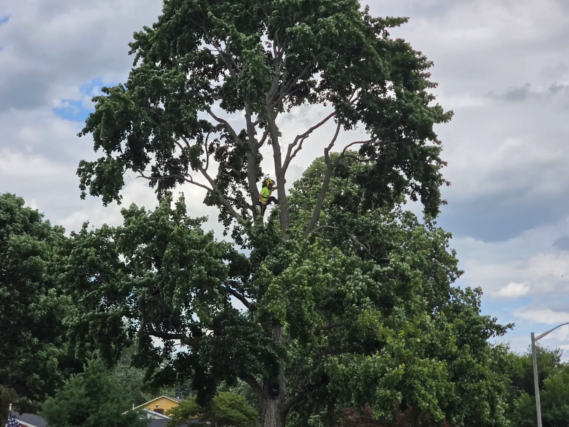 Trees in Indiana